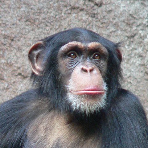 Rättsfall i USA - kan apor vara legala personer?